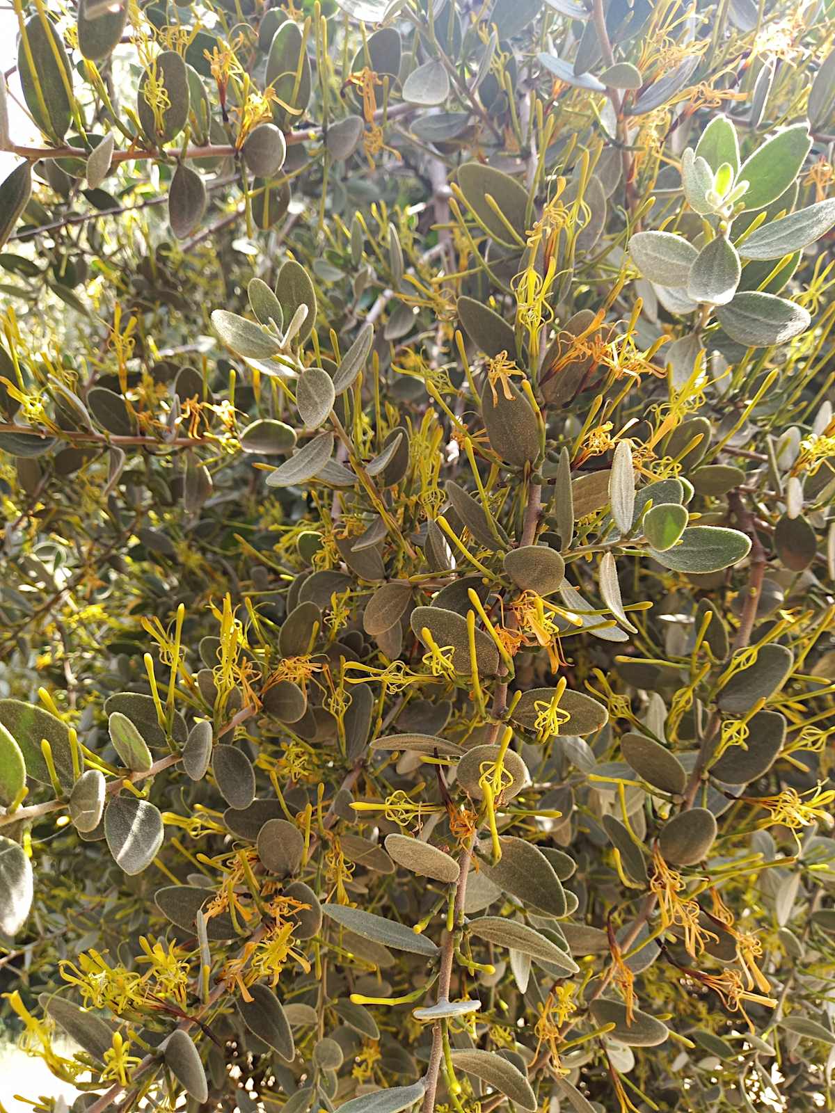 Actinanthella menyharthii