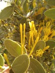 Actinanthella menyharthii