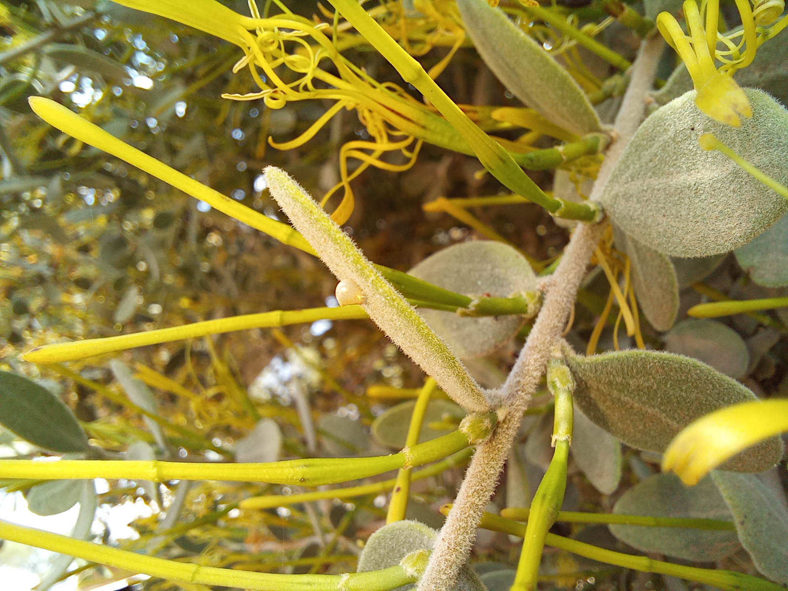 Actinanthella menyharthii