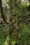 Helixanthera woodii