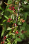 Helixanthera woodii