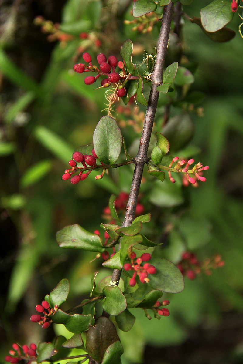 Helixanthera woodii