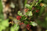 Helixanthera woodii