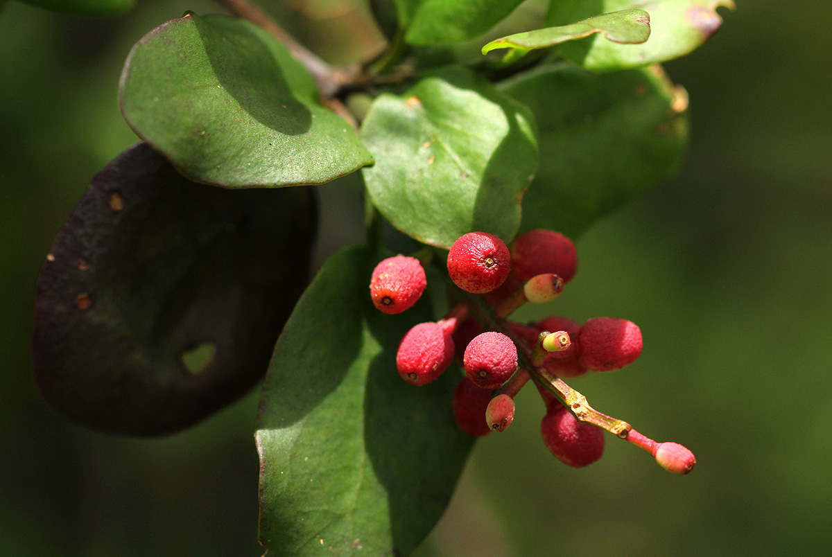 Helixanthera woodii
