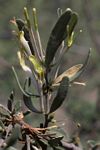 Agelanthus lugardii