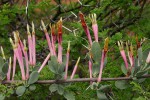 Agelanthus lugardii