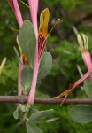 Agelanthus lugardii
