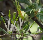 Agelanthus lugardii