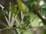 Agelanthus lugardii