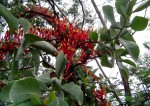 Agelanthus nyasicus