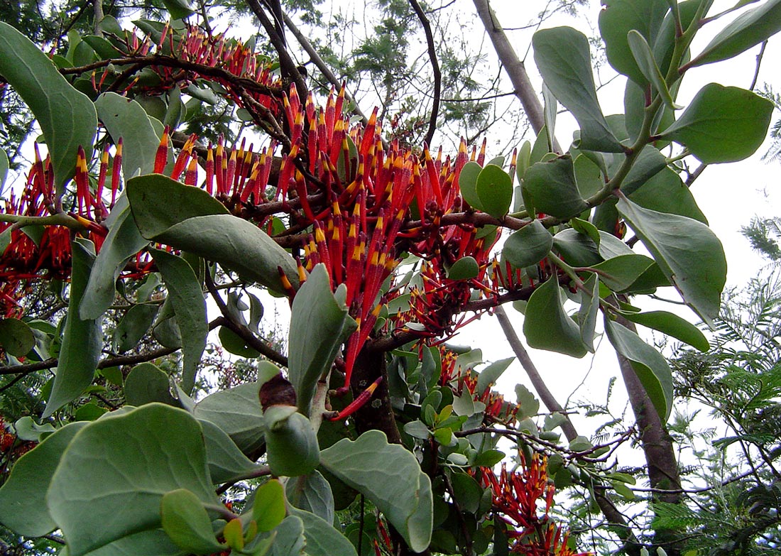 Agelanthus nyasicus