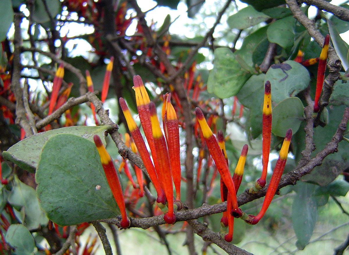 Agelanthus nyasicus