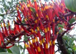 Agelanthus nyasicus