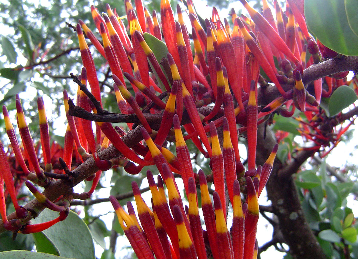 Agelanthus nyasicus
