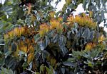 Agelanthus pungu