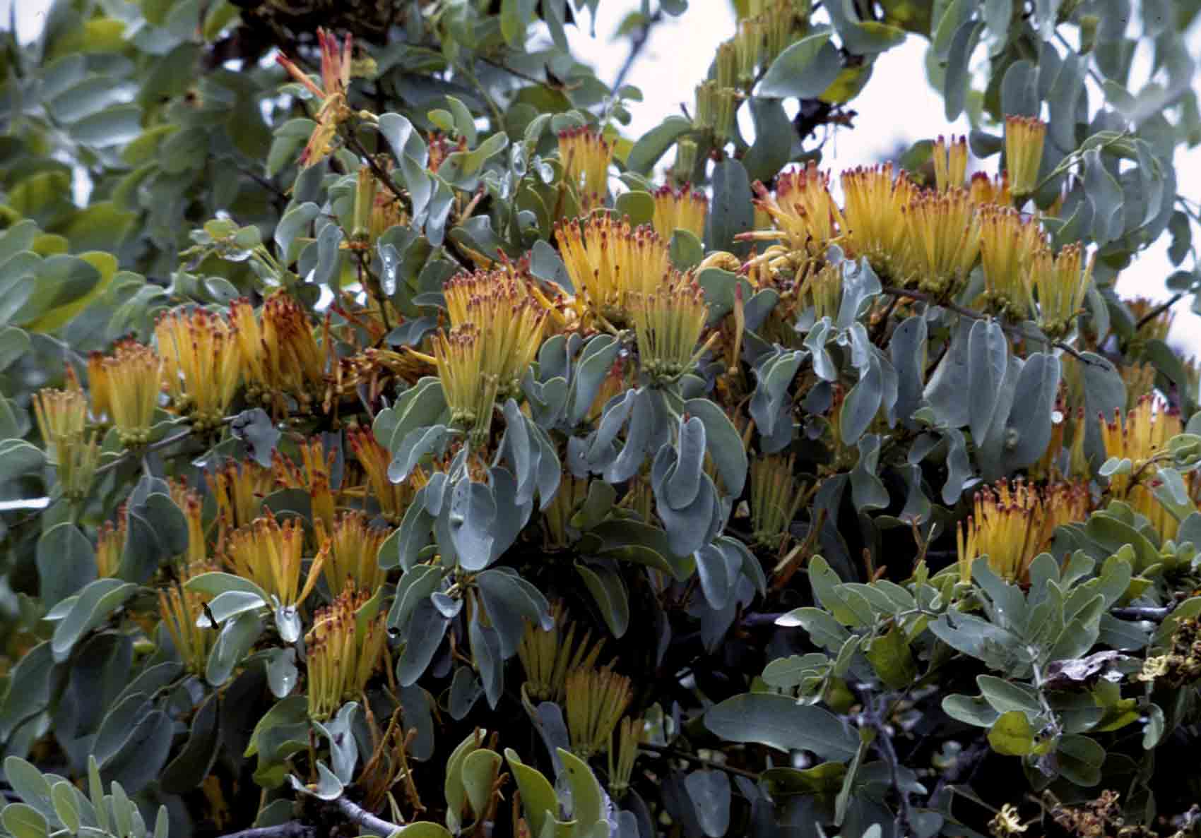 Agelanthus pungu