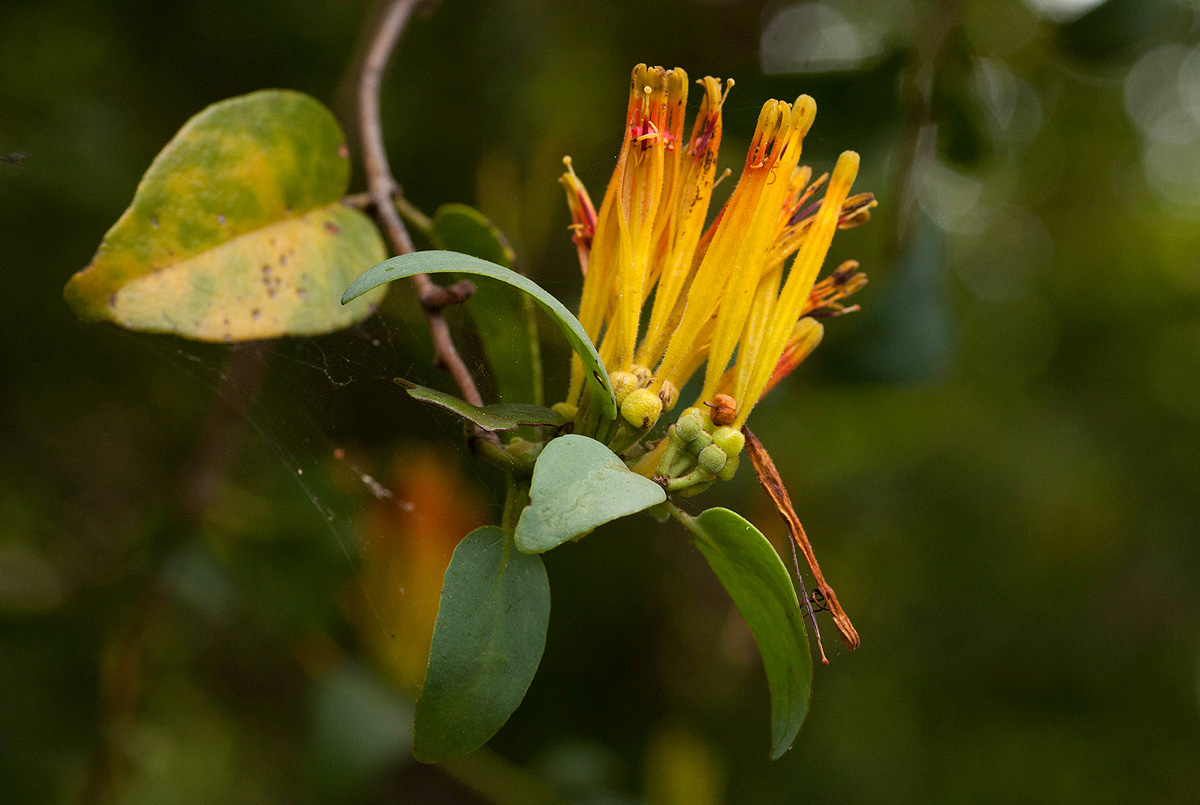 Agelanthus pungu