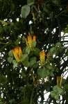 Agelanthus pungu