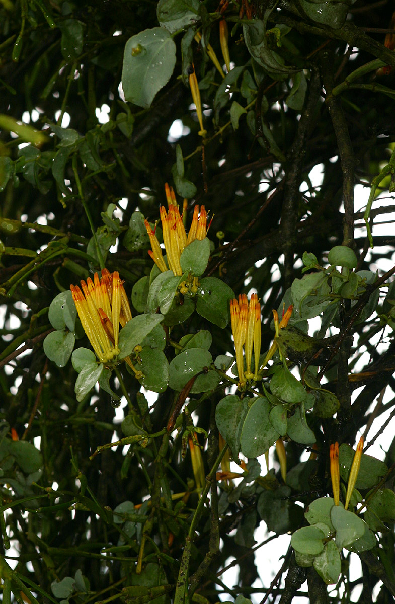 Agelanthus pungu