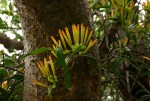Agelanthus pungu