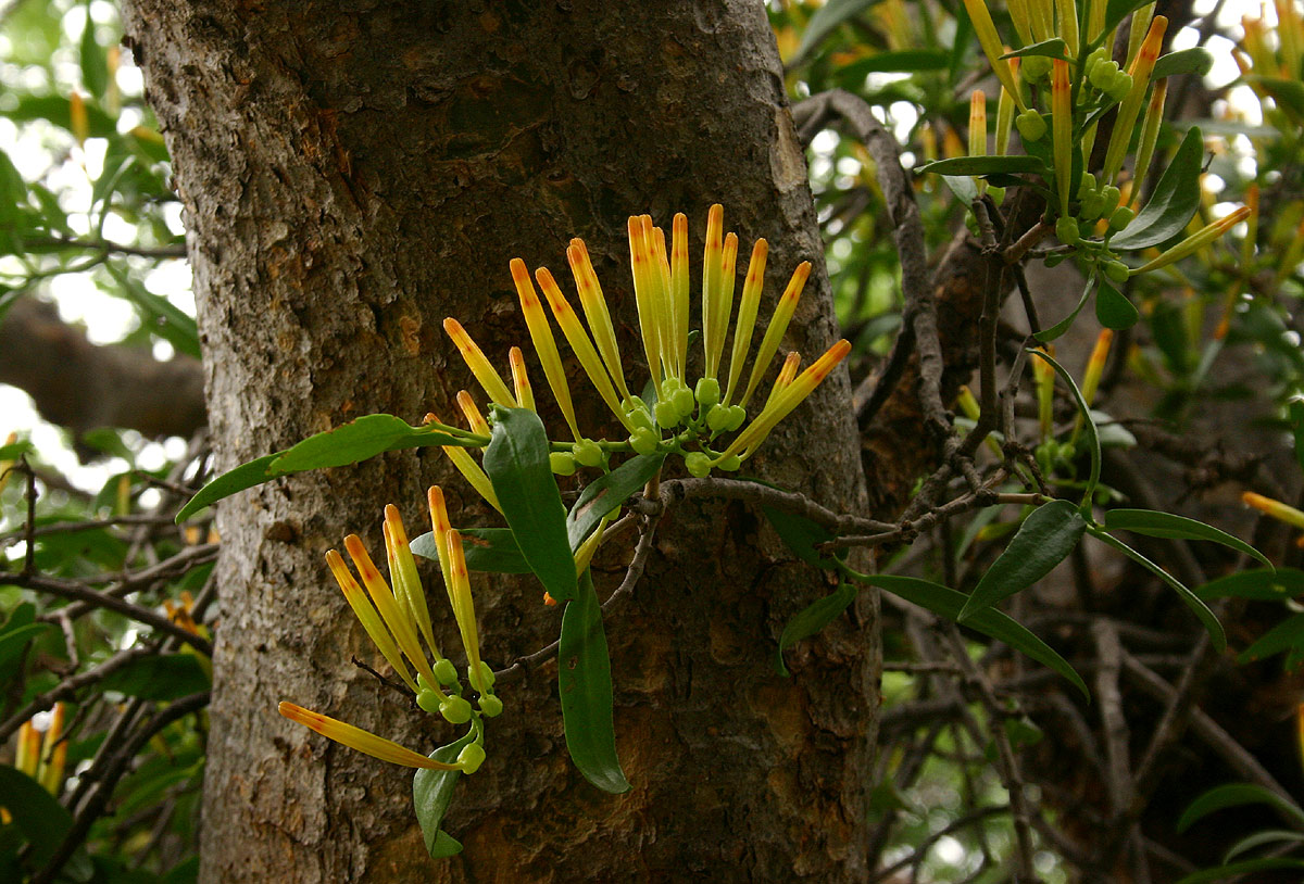 Agelanthus pungu