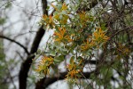 Agelanthus pungu