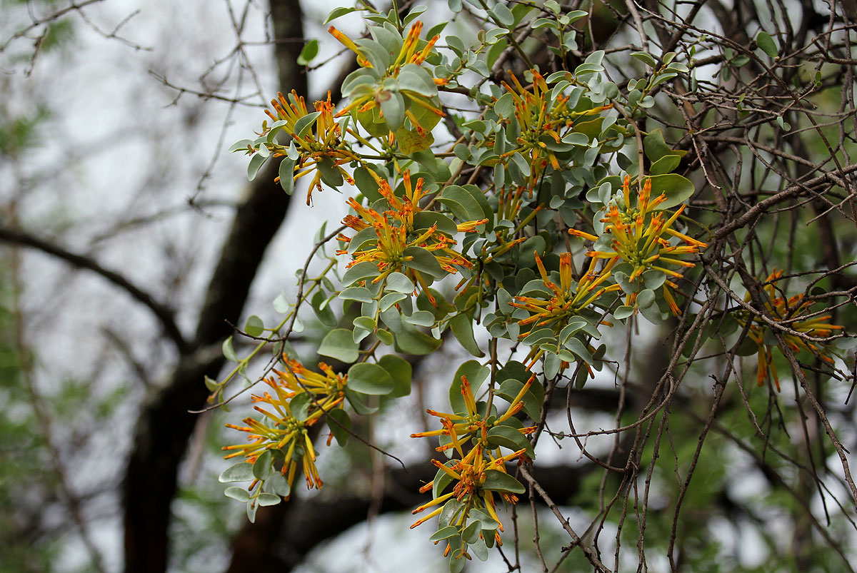 Agelanthus pungu