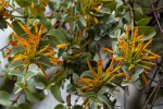 Agelanthus pungu