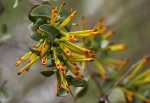 Agelanthus pungu