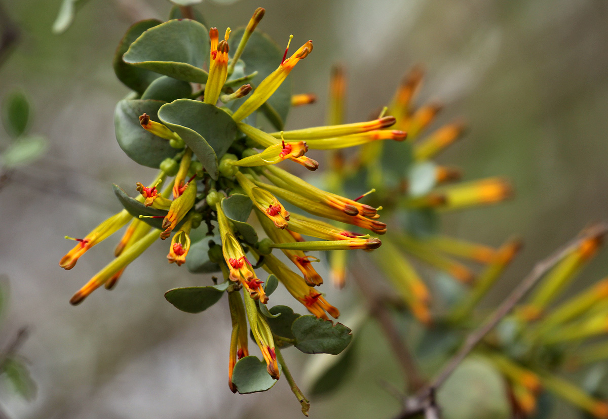 Agelanthus pungu