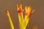 Agelanthus pungu