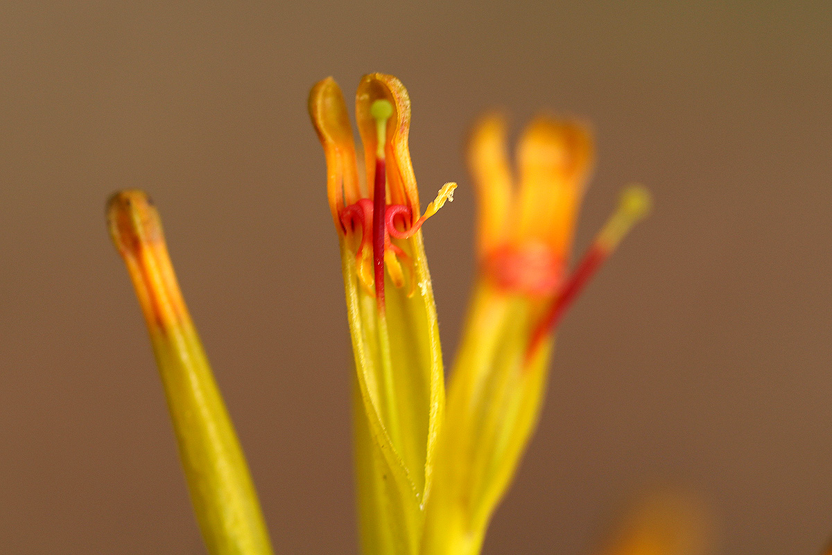 Agelanthus pungu