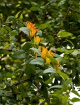 Agelanthus pungu