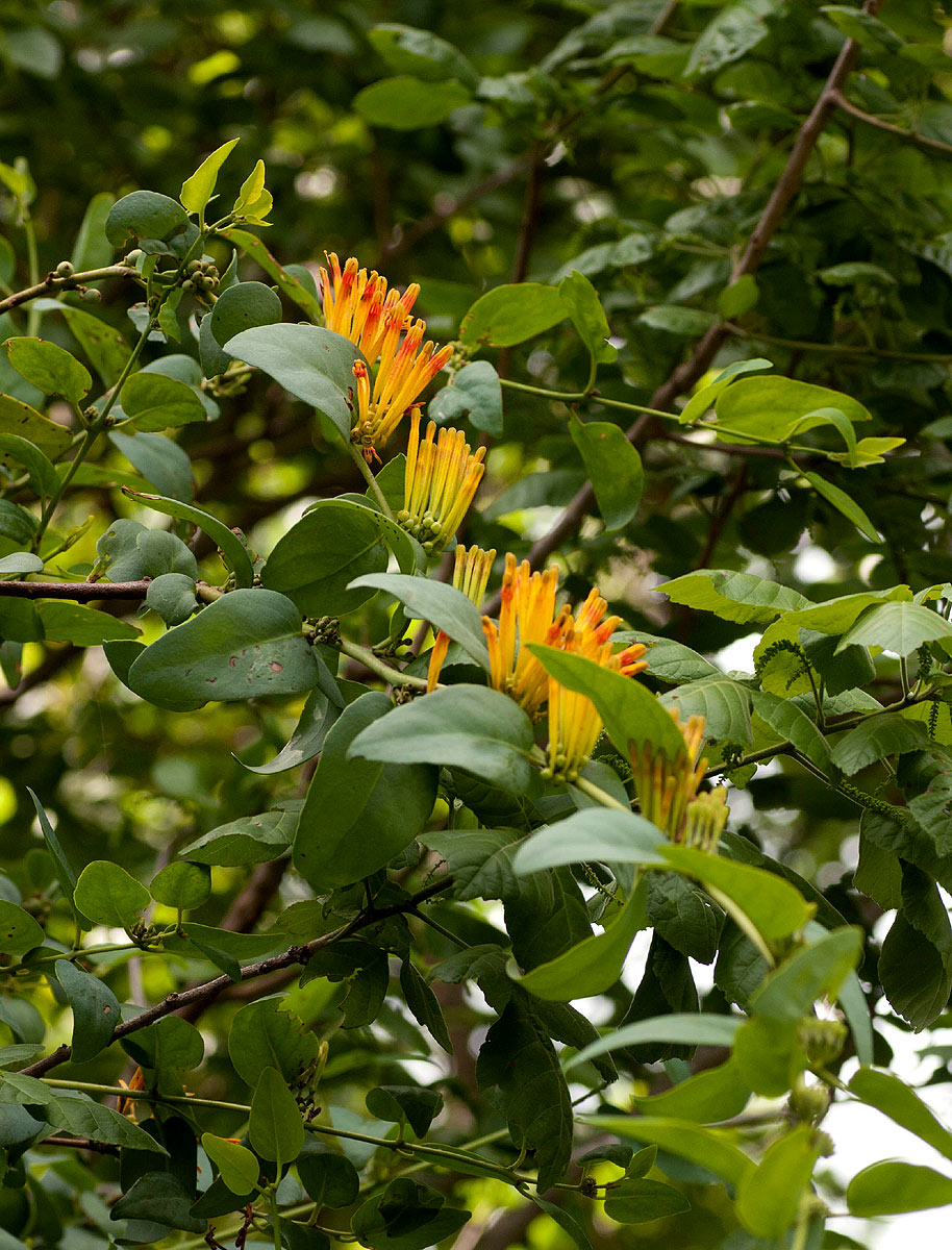Agelanthus pungu