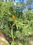 Agelanthus sambesiacus