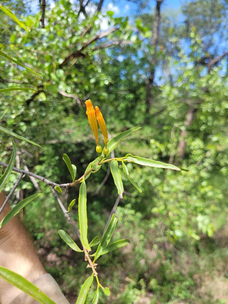 Agelanthus sambesiacus