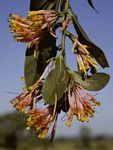 Agelanthus subulatus