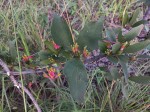 Agelanthus subulatus