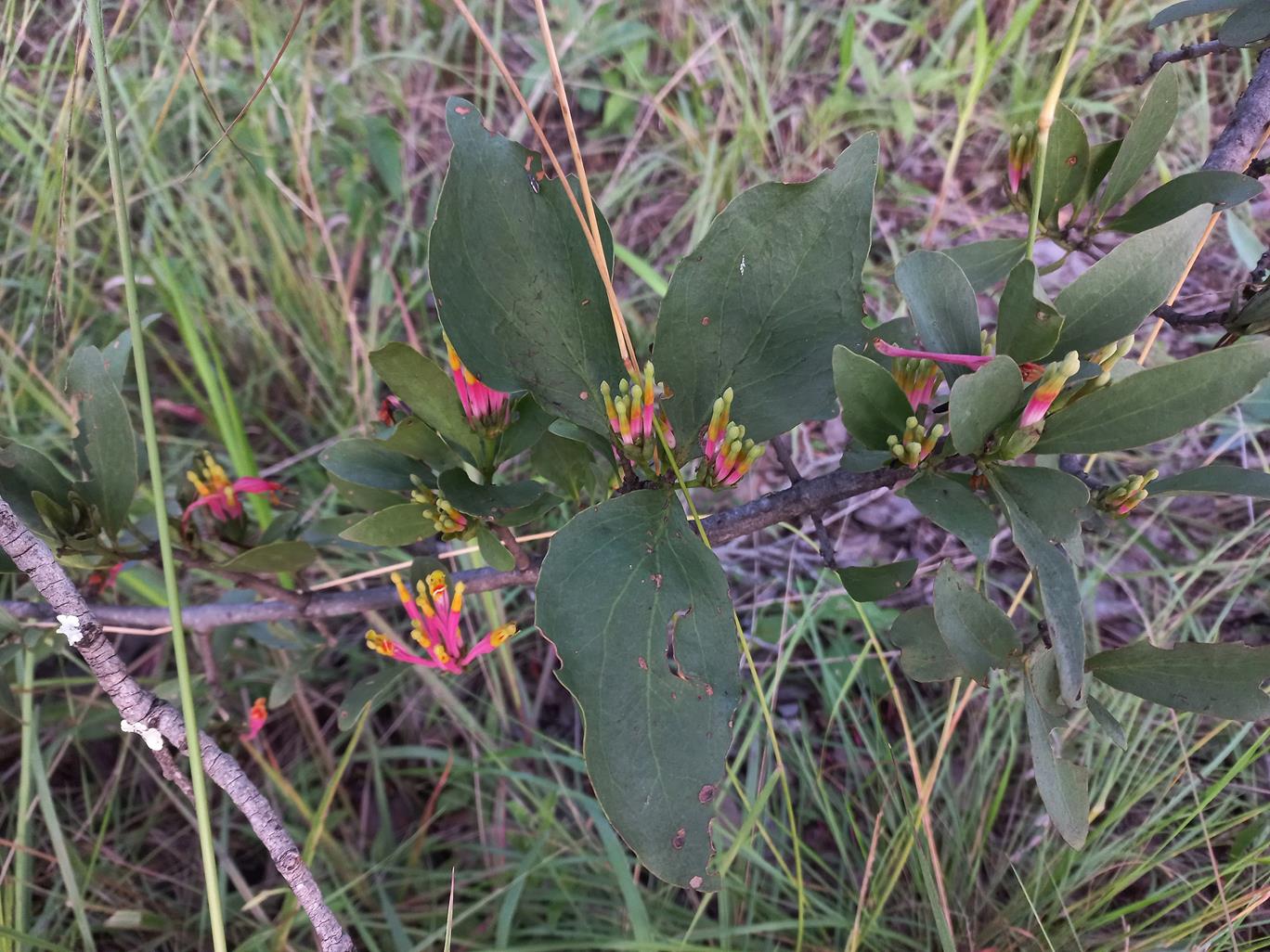 Agelanthus subulatus