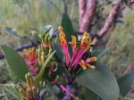 Agelanthus subulatus