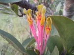 Agelanthus subulatus