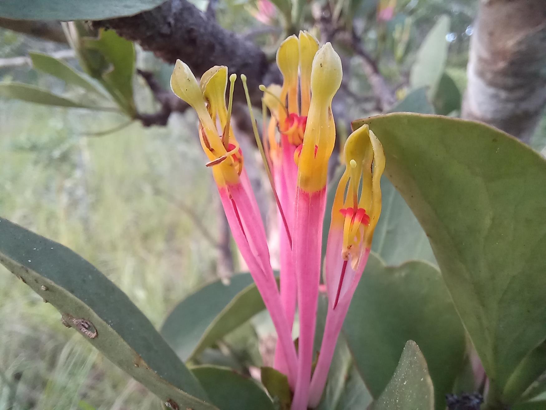 Agelanthus subulatus
