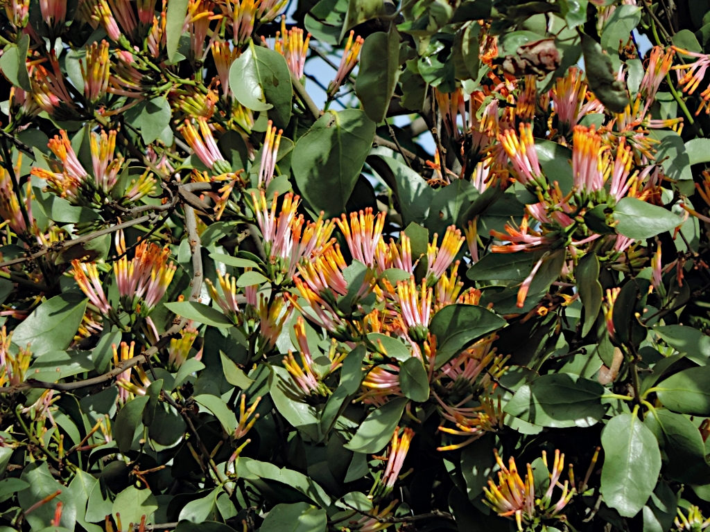 Agelanthus subulatus