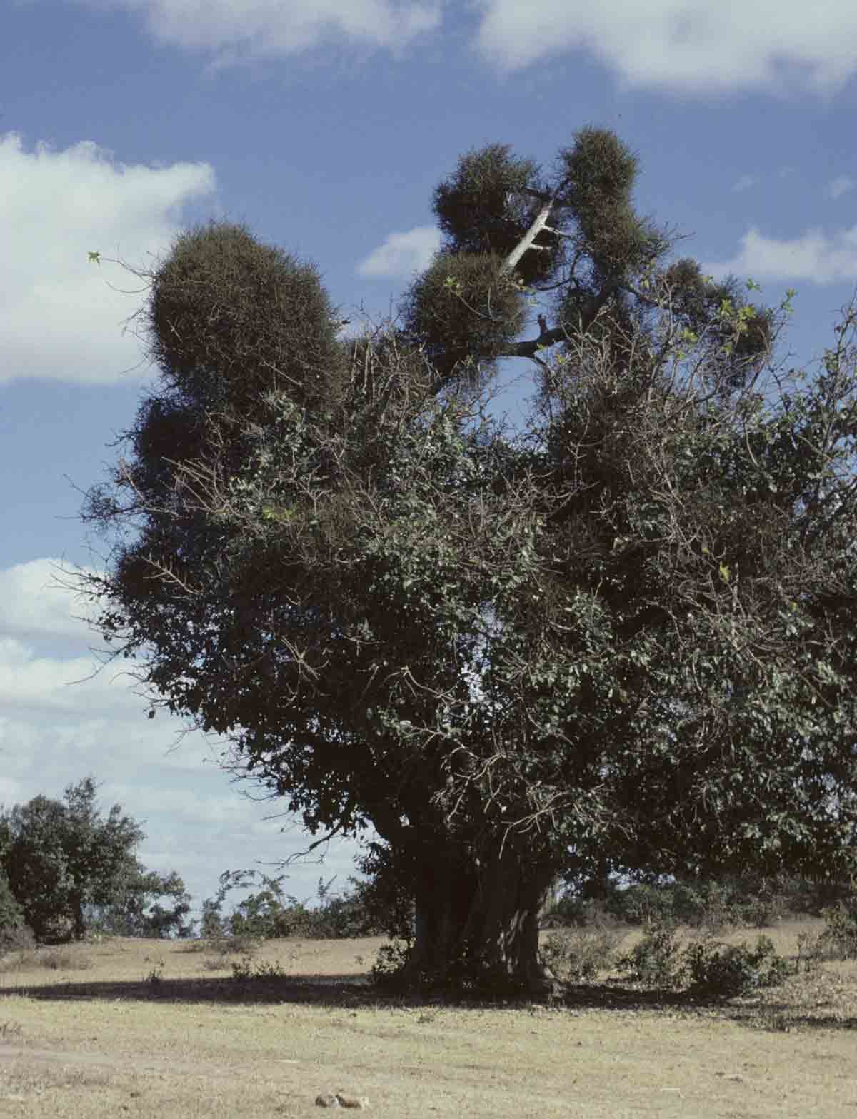 Viscum menyharthii