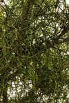 Viscum verrucosum