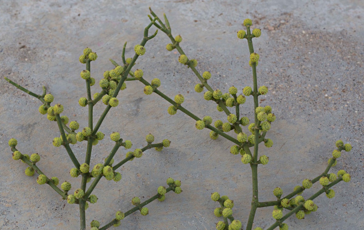 Viscum verrucosum
