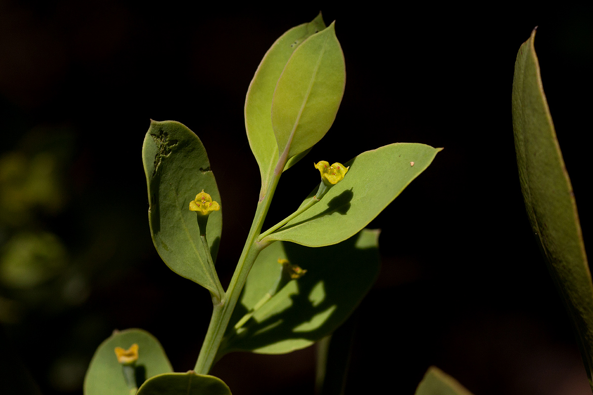 Osyris lanceolata