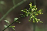 Osyridicarpos schimperianus