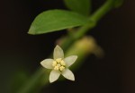 Osyridicarpos schimperianus
