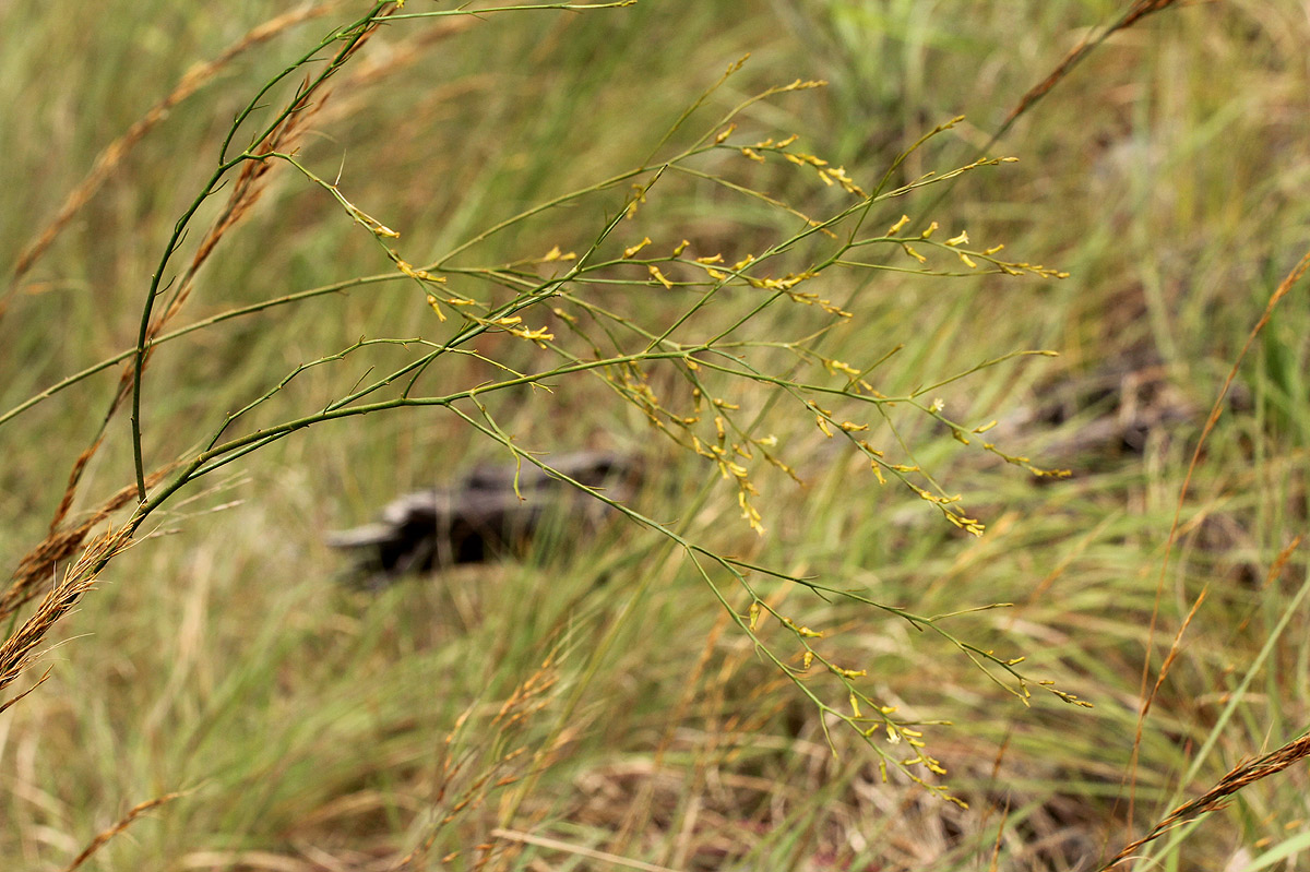 Thesium dolichomeres